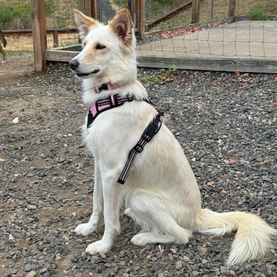 Harlow, an adoptable Collie, Shepherd in Bend, OR, 97702 | Photo Image 4