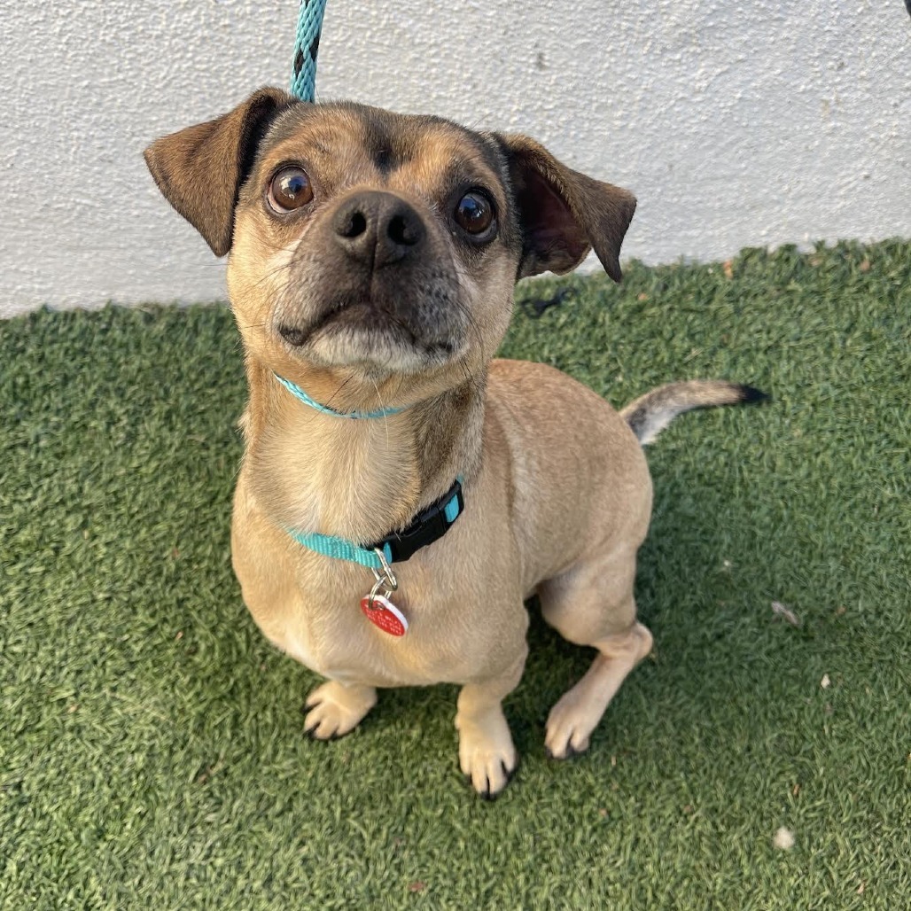Mercury, an adoptable Mixed Breed in Bend, OR, 97702 | Photo Image 1