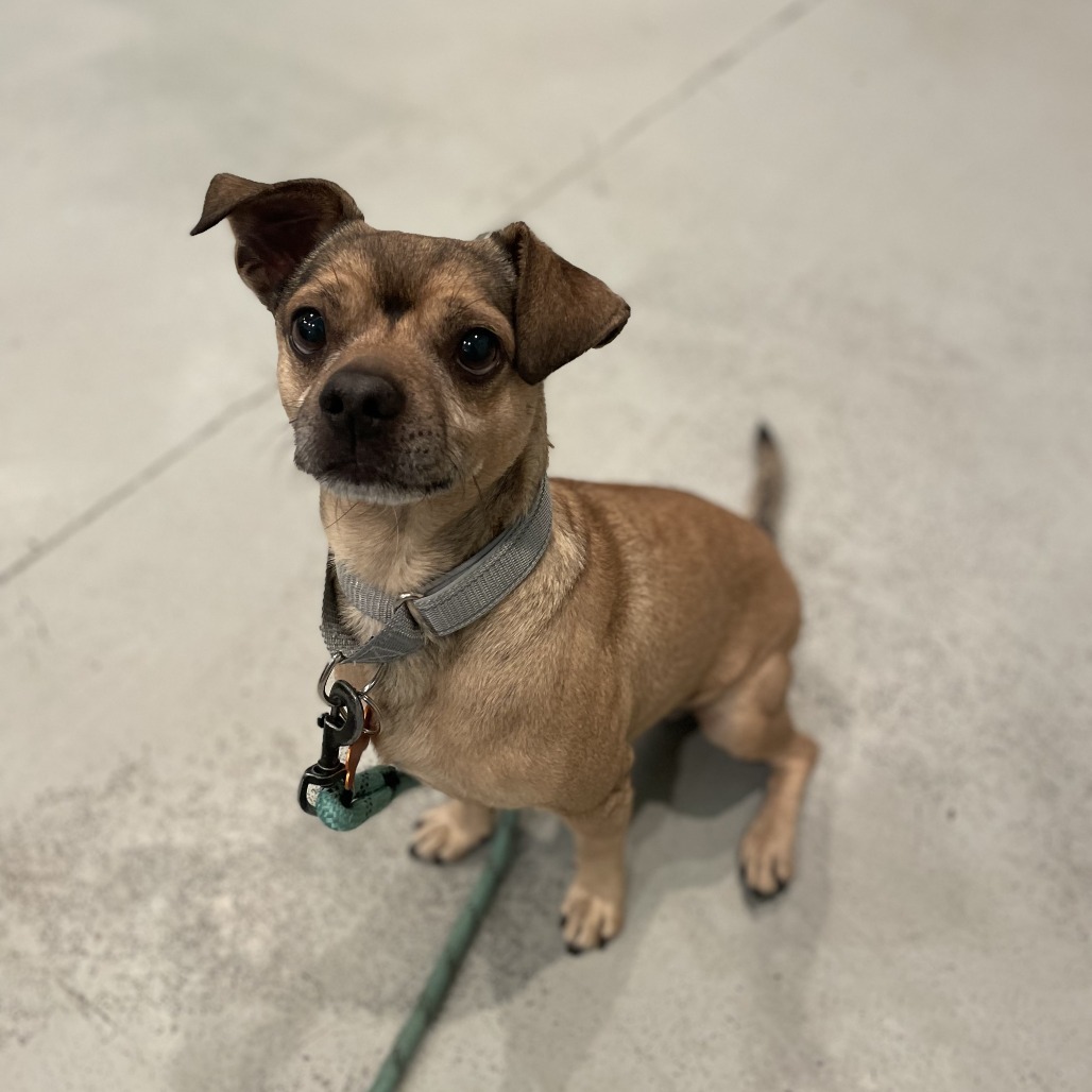Mercury, an adoptable Mixed Breed in Bend, OR, 97702 | Photo Image 2