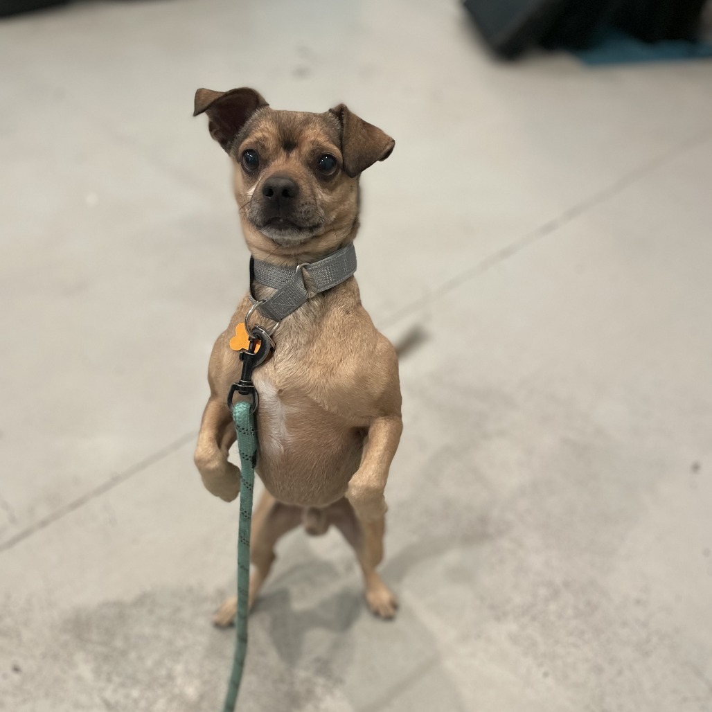 Mercury, an adoptable Mixed Breed in Bend, OR, 97702 | Photo Image 3