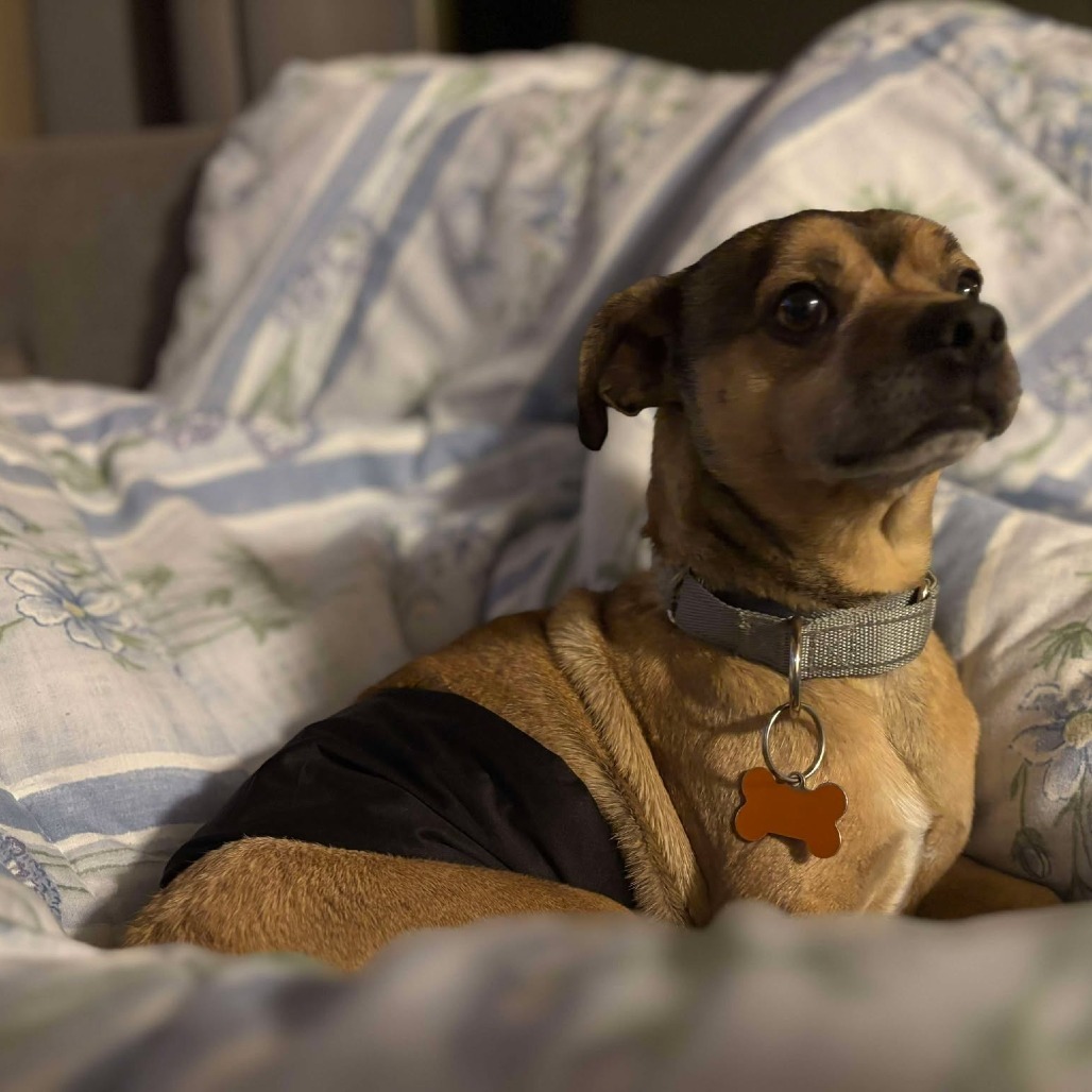 Mercury, an adoptable Mixed Breed in Bend, OR, 97702 | Photo Image 4