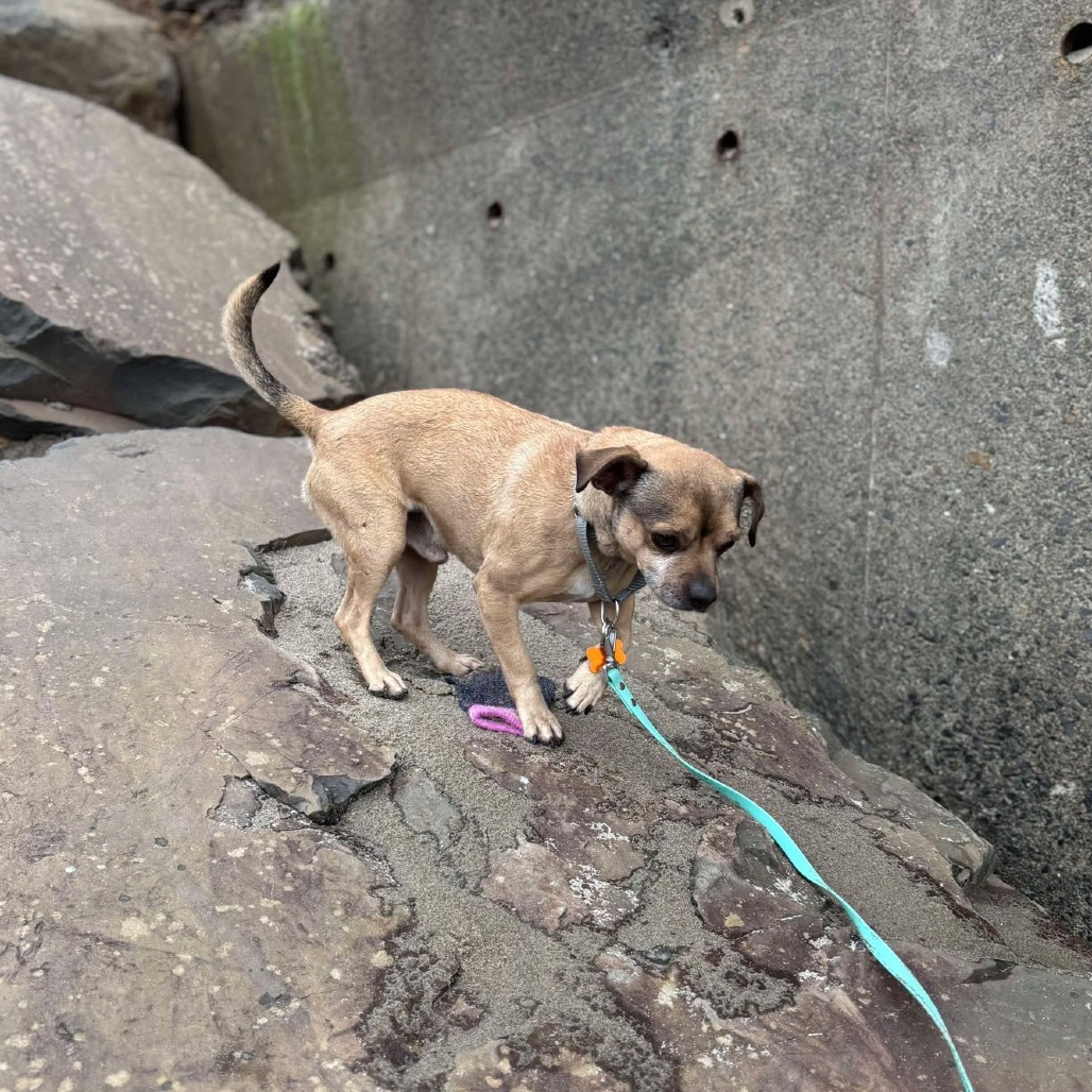 Mercury, an adoptable Mixed Breed in Bend, OR, 97702 | Photo Image 5