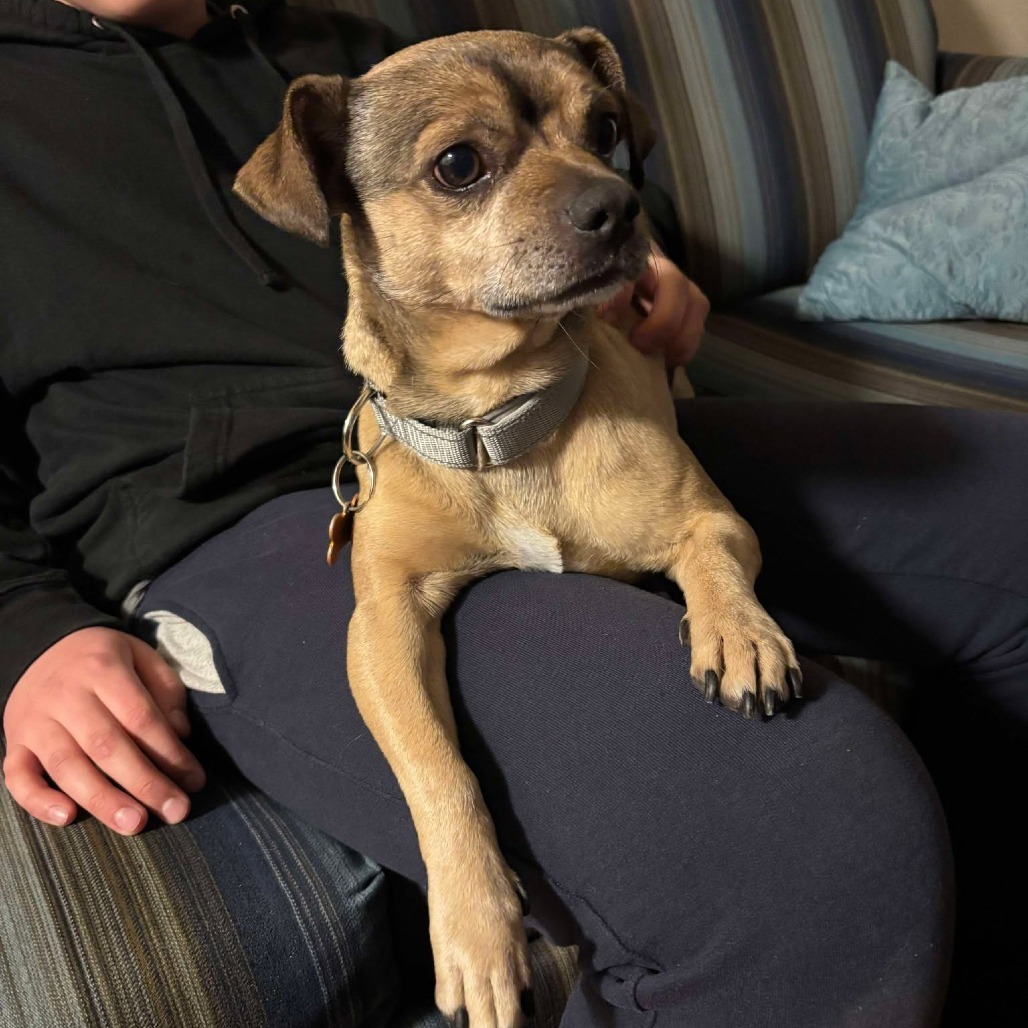 Mercury, an adoptable Mixed Breed in Bend, OR, 97702 | Photo Image 6