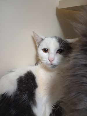 Pitter Patter, Young Female Domestic Short Hair