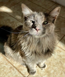 Pink Whitney, an adoptable Domestic Long Hair in Grand Junction, CO, 81505 | Photo Image 1