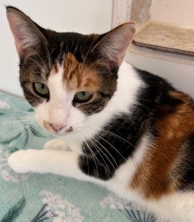 Sunflower Sprout, an adoptable Domestic Short Hair in Grand Junction, CO, 81505 | Photo Image 1