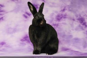 Rori, Adult Female Bunny Rabbit