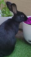 Rori photo 3