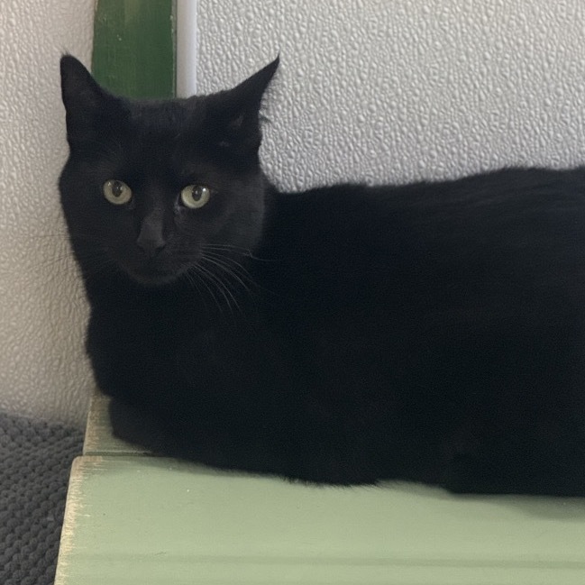 Tiffany Brown/yellow