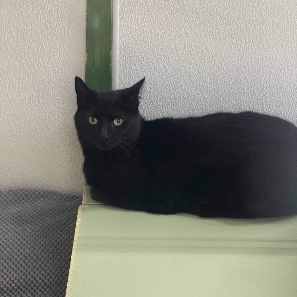 Tiffany Brown/yellow