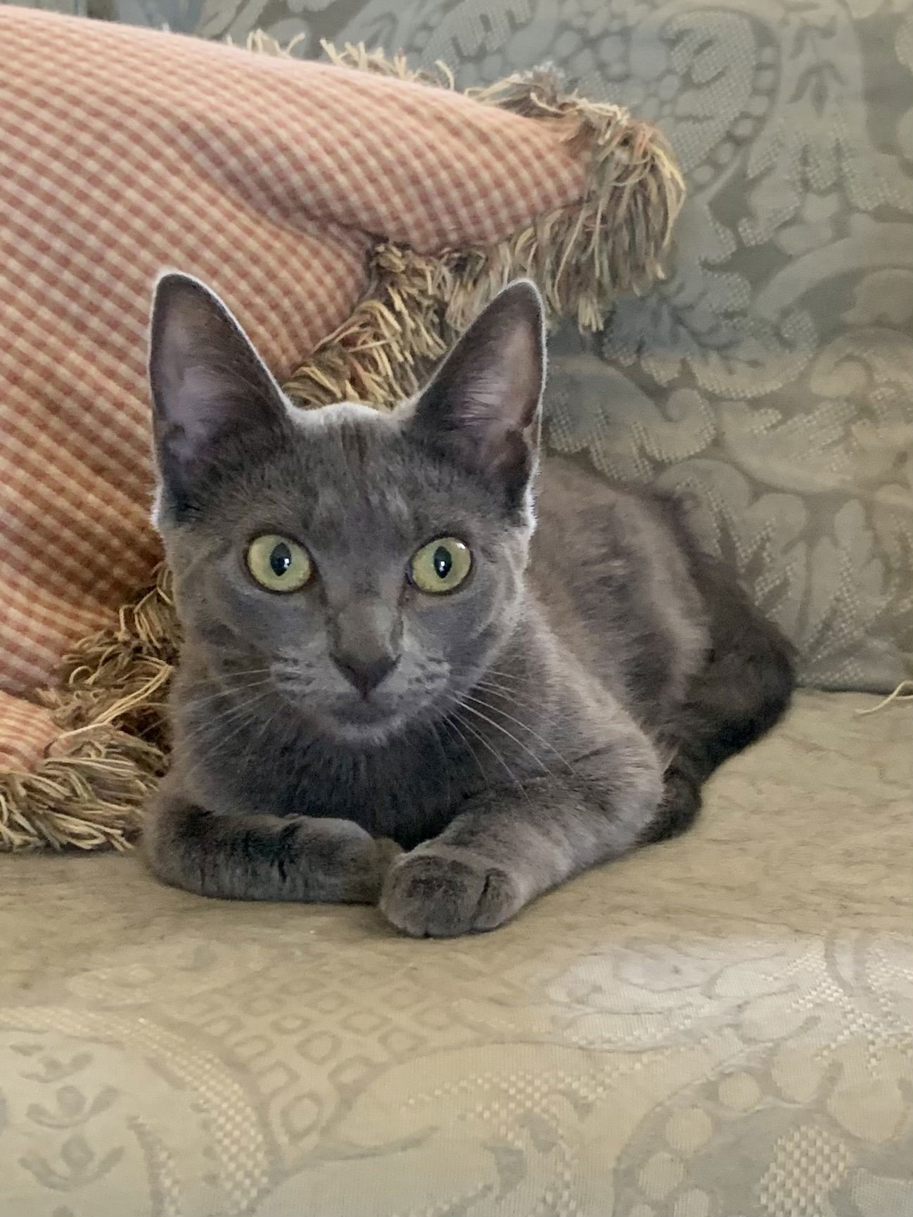 *Olive