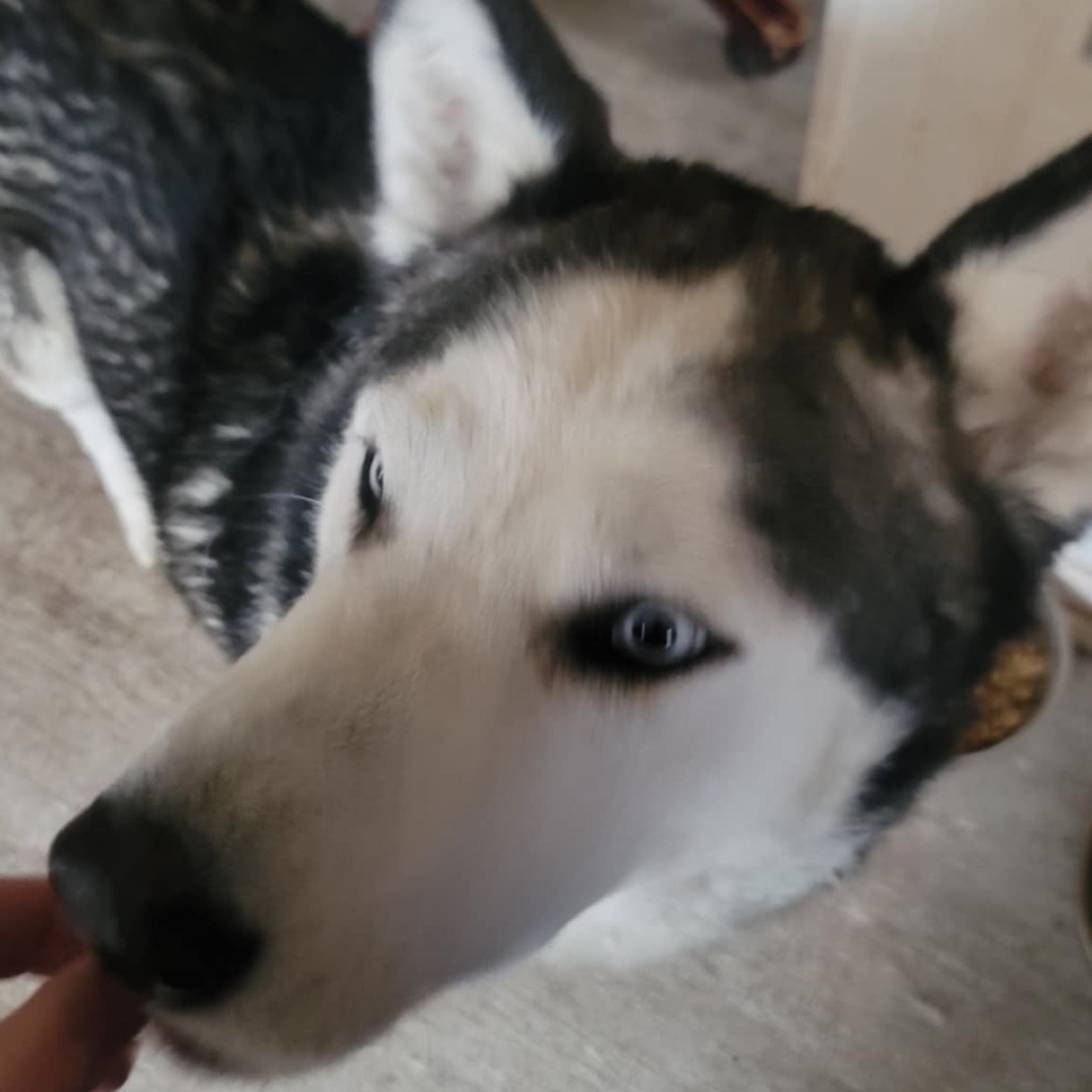 Milo