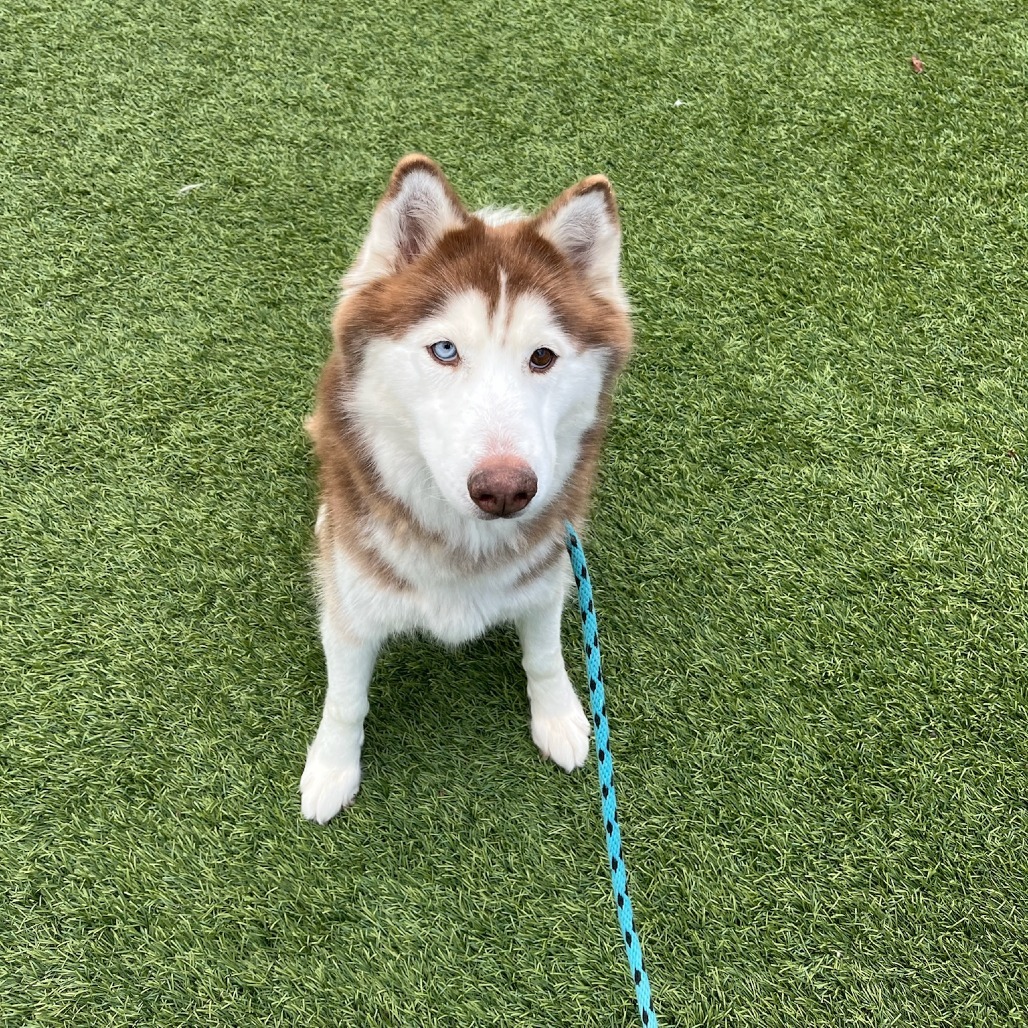 Lady, an adoptable Siberian Husky in Brainerd, MN, 56401 | Photo Image 1