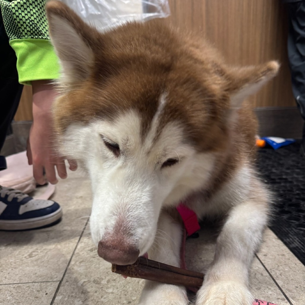Lady, an adoptable Siberian Husky in Brainerd, MN, 56401 | Photo Image 2