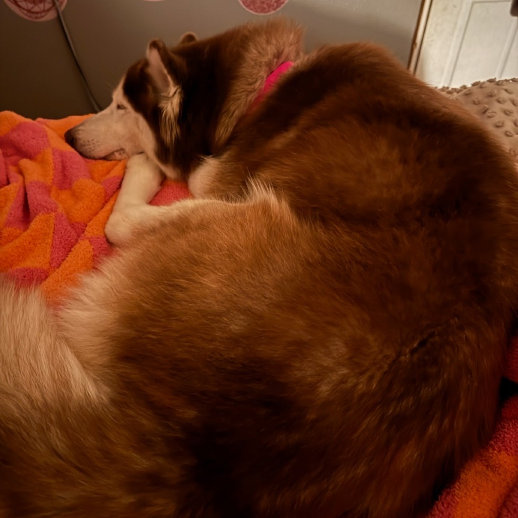Lady, an adoptable Siberian Husky in Brainerd, MN, 56401 | Photo Image 3
