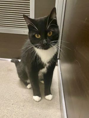 Carmen Domestic Short Hair Cat