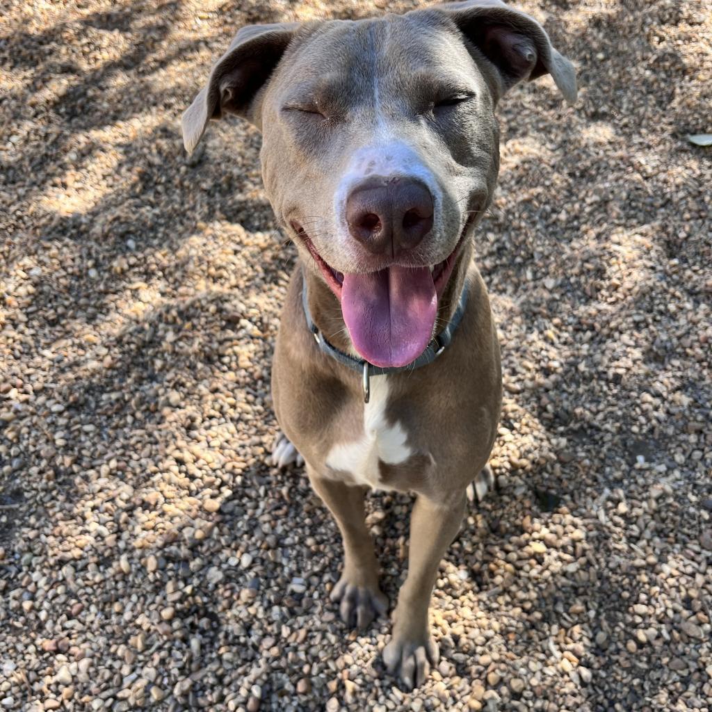 Banjo