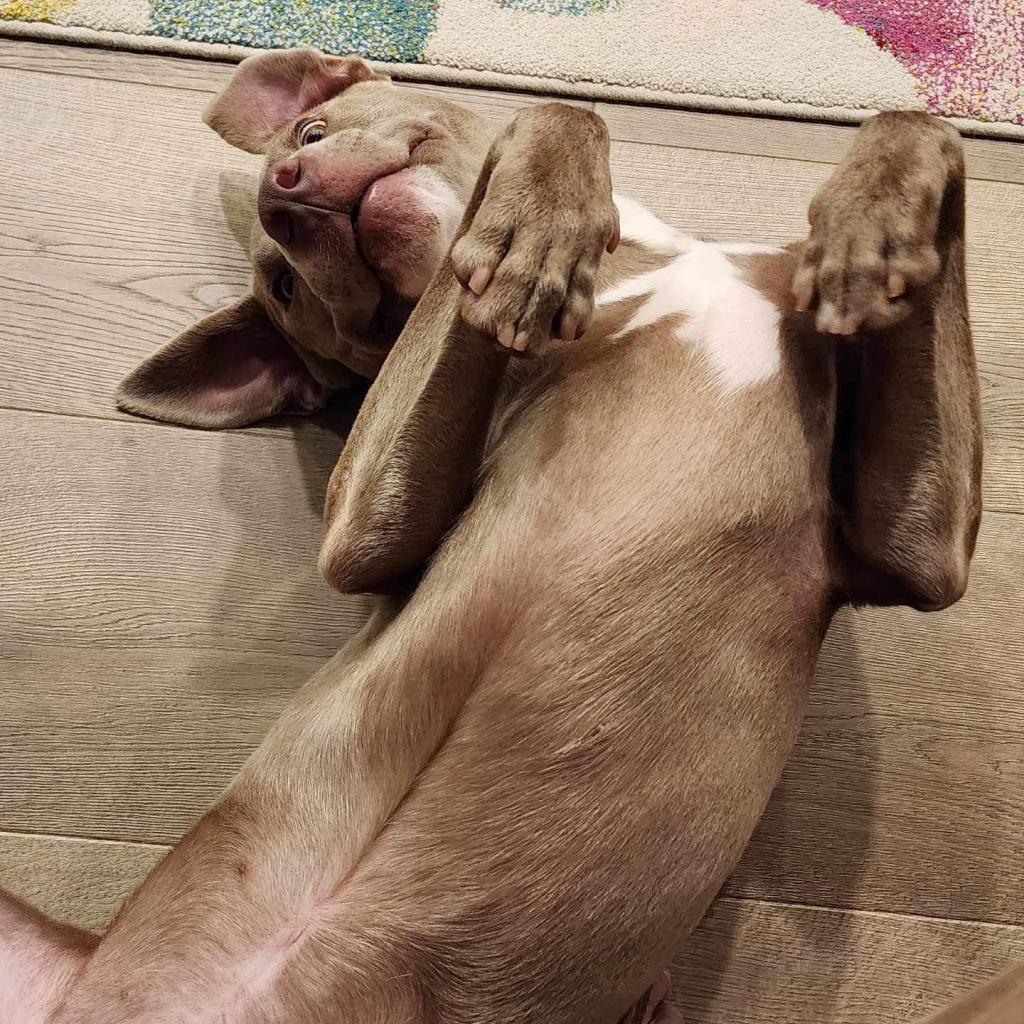 Banjo