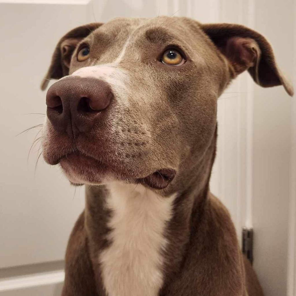 Banjo