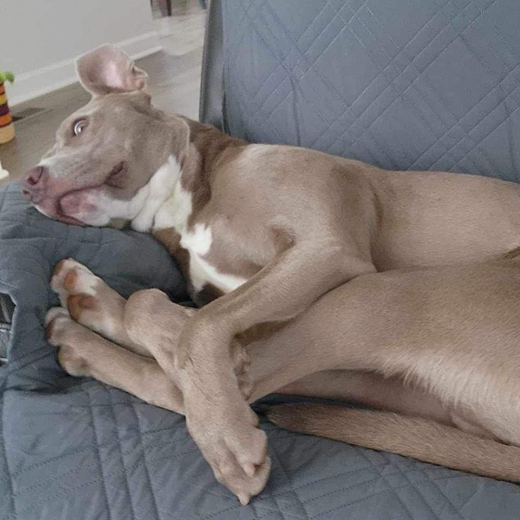 Banjo