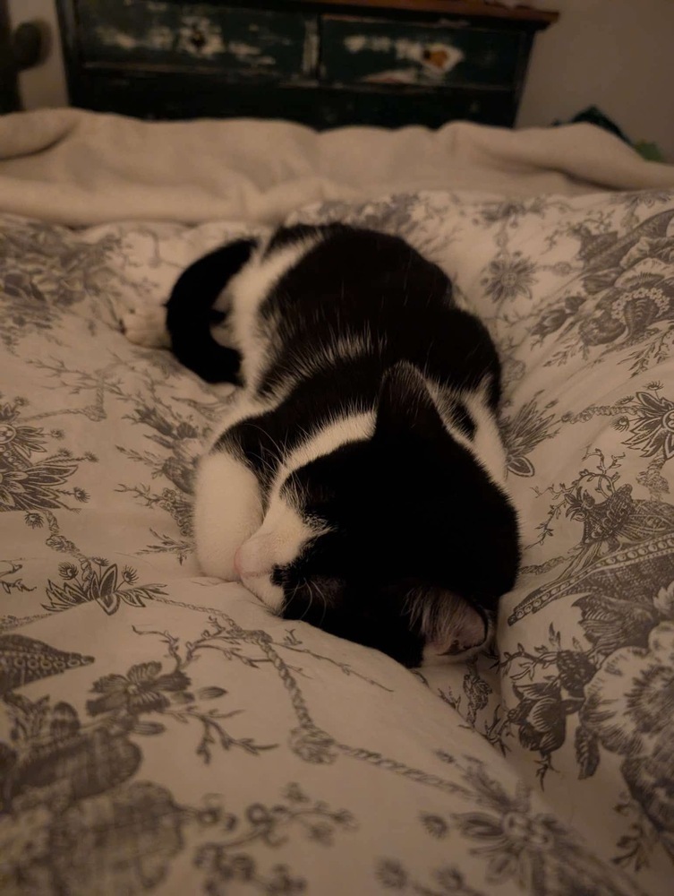 Ari