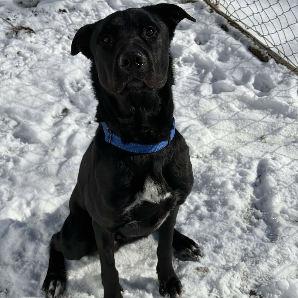 Jet
