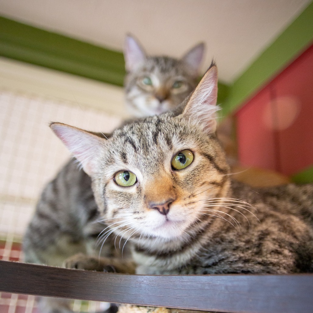India, an adoptable Domestic Short Hair in Kailua Kona, HI, 96740 | Photo Image 1