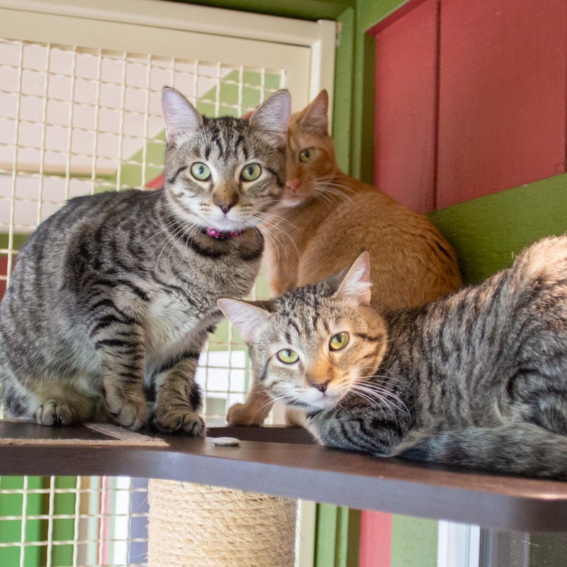 India, an adoptable Domestic Short Hair in Kailua Kona, HI, 96740 | Photo Image 2