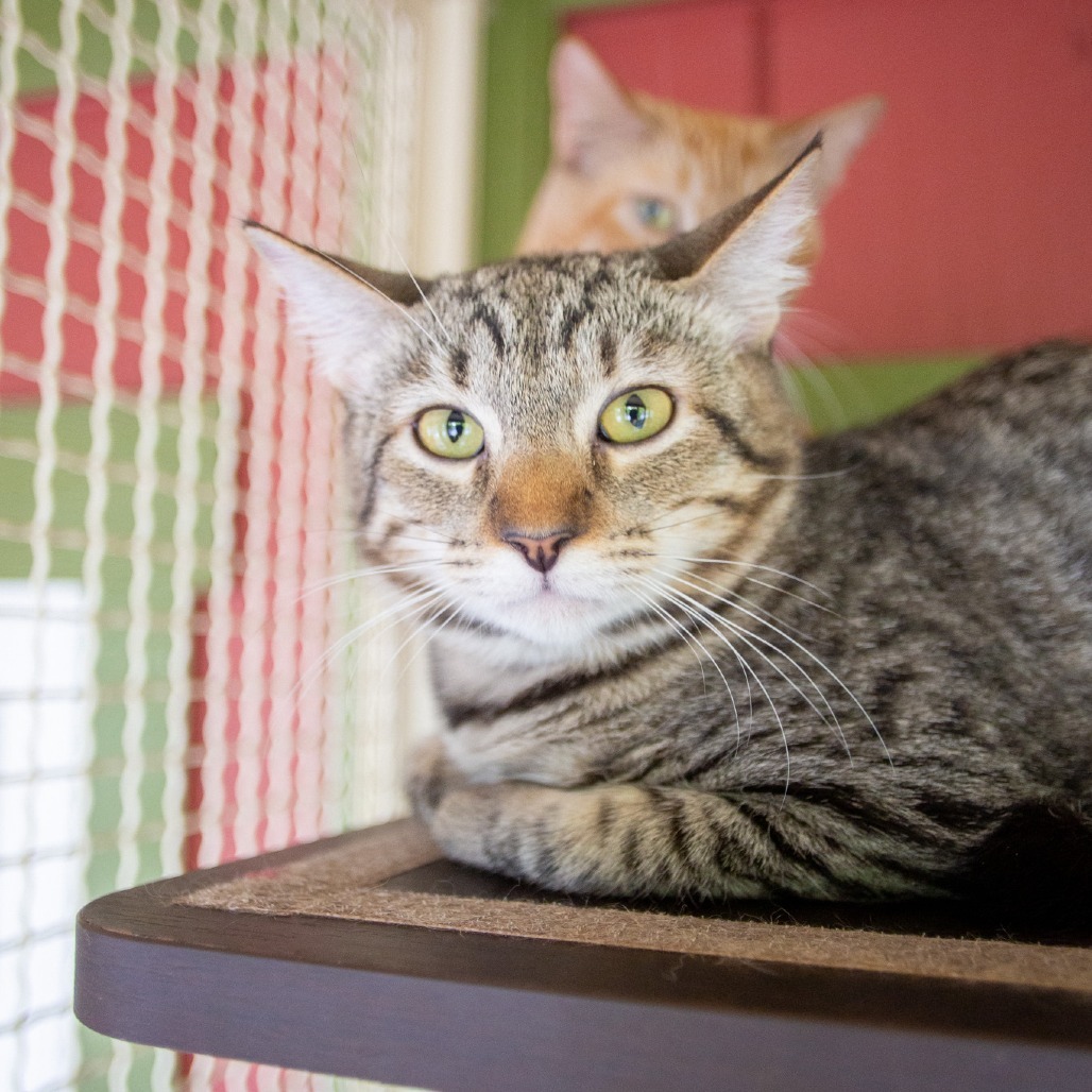 India, an adoptable Domestic Short Hair in Kailua Kona, HI, 96740 | Photo Image 4