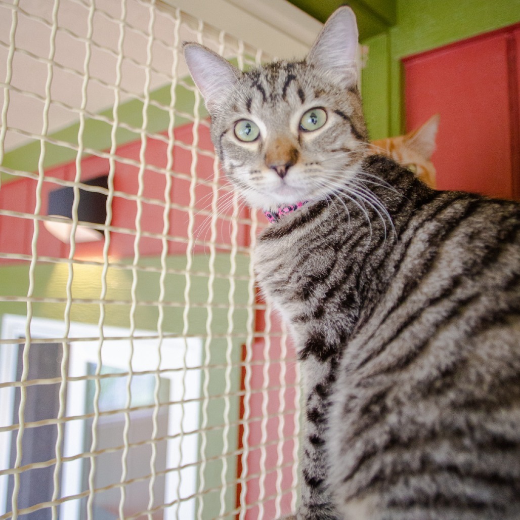 Cara, an adoptable Domestic Short Hair in Kailua Kona, HI, 96740 | Photo Image 1
