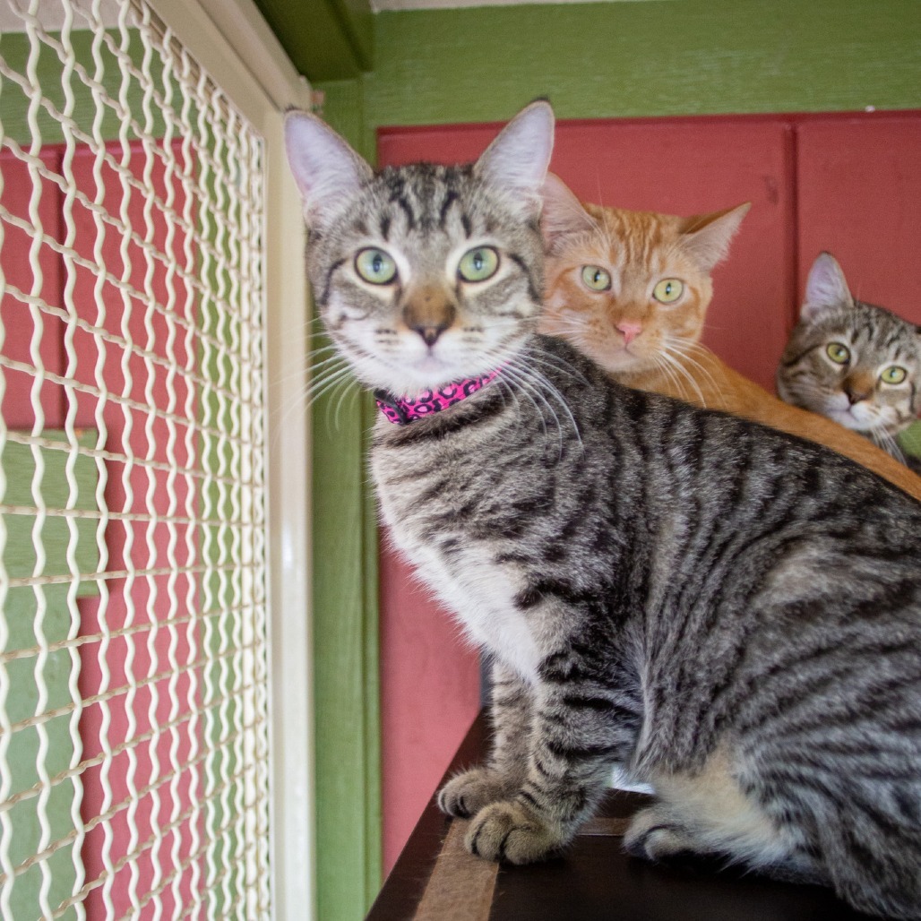 Cara, an adoptable Domestic Short Hair in Kailua Kona, HI, 96740 | Photo Image 2
