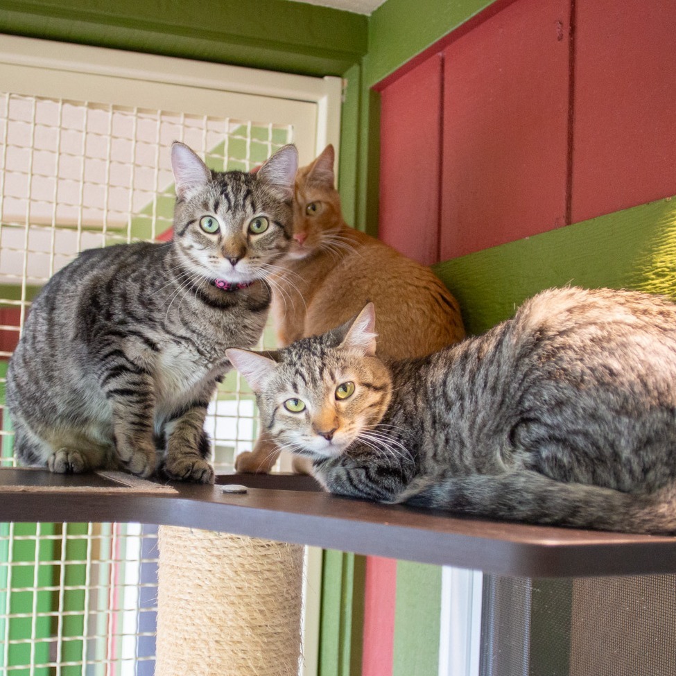 Cara, an adoptable Domestic Short Hair in Kailua Kona, HI, 96740 | Photo Image 4
