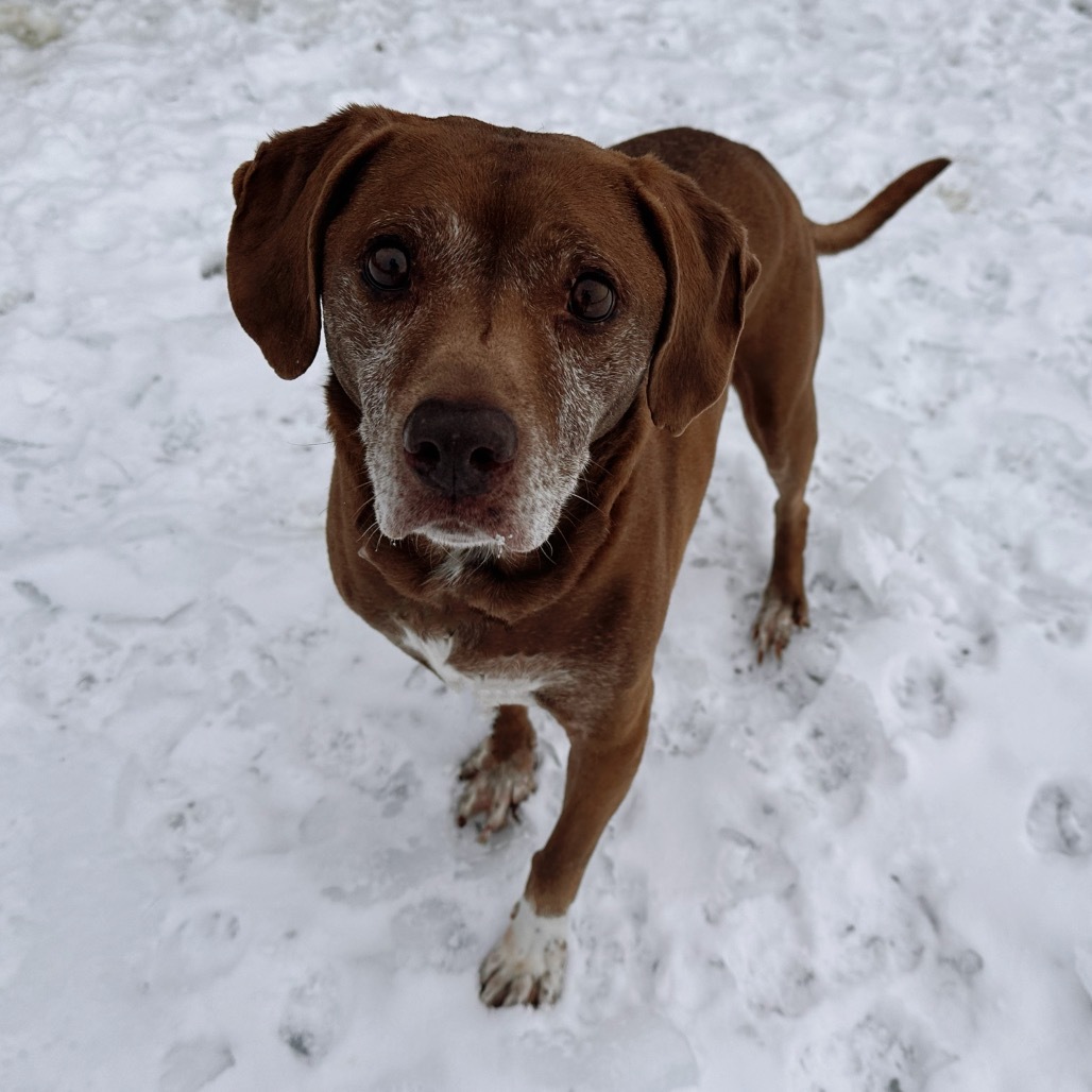 Buddy