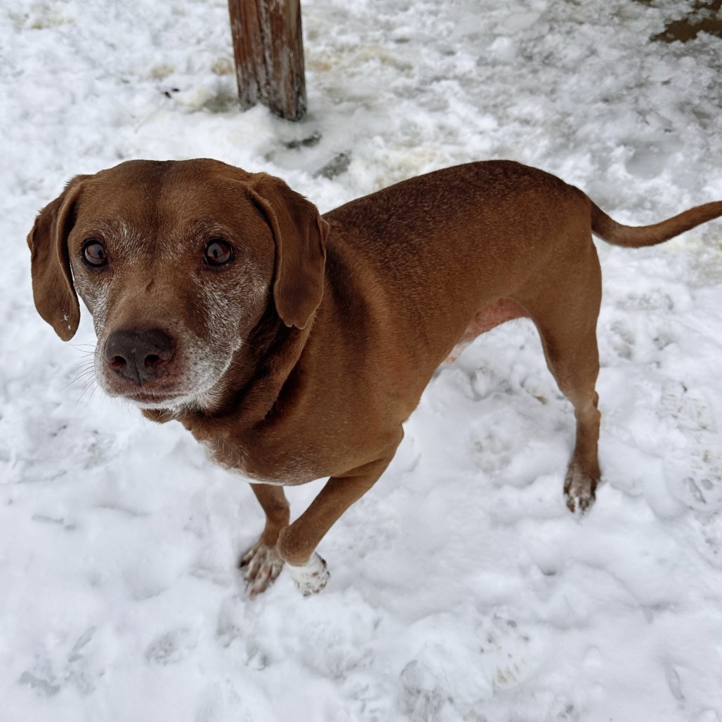 Buddy