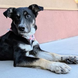 Mother Theresa Rez AZ, Adult Female German Shepherd Dog