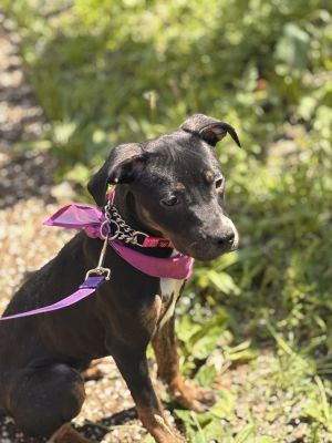 Meet Peanut Butter the charming puppy who adds a delightful dash of sweetness to her bustling famil