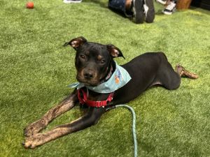 Meet Tank the gentle giant of his litter Despite his tough-sounding name Tank is the sweetest pup