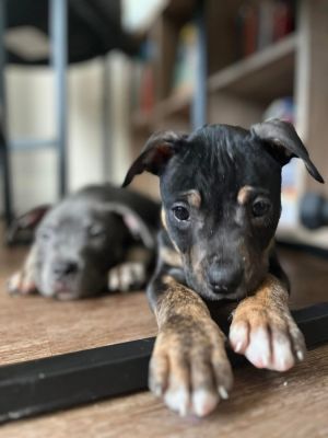 Meet Missy a delightful puppy full of charm and personality Named for her sweet demeanor Missy is