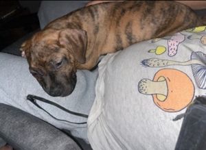 Meet Slingy the adorable puppy whose name perfectly captures her playful spirit Known for her sill