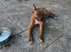 slingy American Staffordshire Terrier Dog