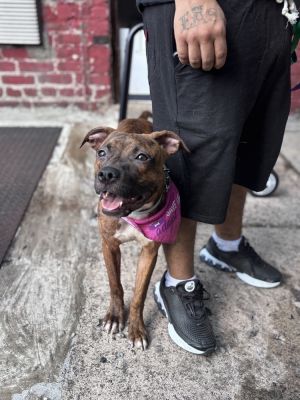 slingy American Staffordshire Terrier Dog