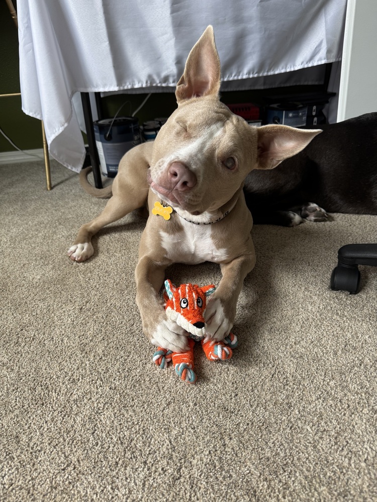 Ducky, an adoptable Pit Bull Terrier, Terrier in Portland, OR, 97223 | Photo Image 2