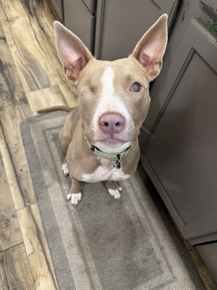 Ducky, an adoptable Pit Bull Terrier, Terrier in Portland, OR, 97223 | Photo Image 3