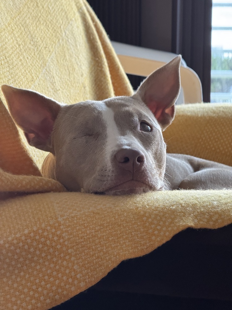 Ducky, an adoptable Pit Bull Terrier, Terrier in Portland, OR, 97223 | Photo Image 4