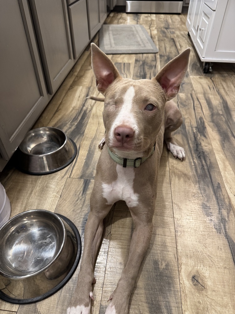 Ducky, an adoptable Pit Bull Terrier, Terrier in Portland, OR, 97223 | Photo Image 6