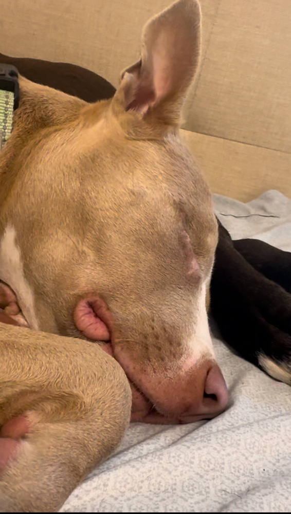 Ducky, an adoptable Pit Bull Terrier, Terrier in Portland, OR, 97223 | Photo Image 7