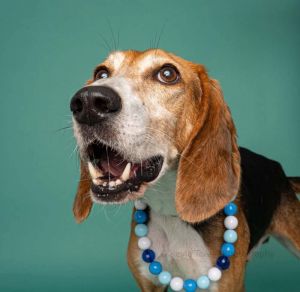 Copper, Adult Male Treeing Walker Coonhound
