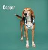 Copper photo 5