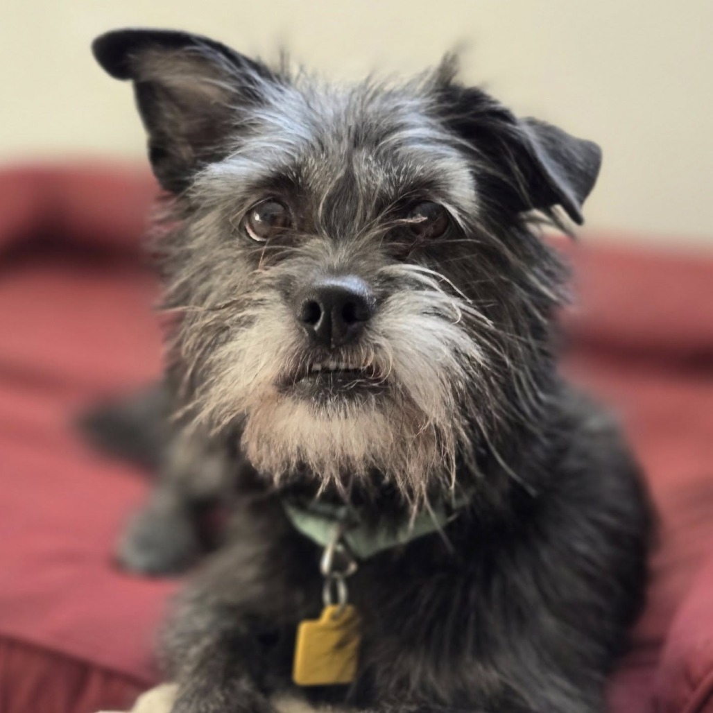 Roslyn, an adoptable Wirehaired Terrier, Schnauzer in Middletown, OH, 45042 | Photo Image 1