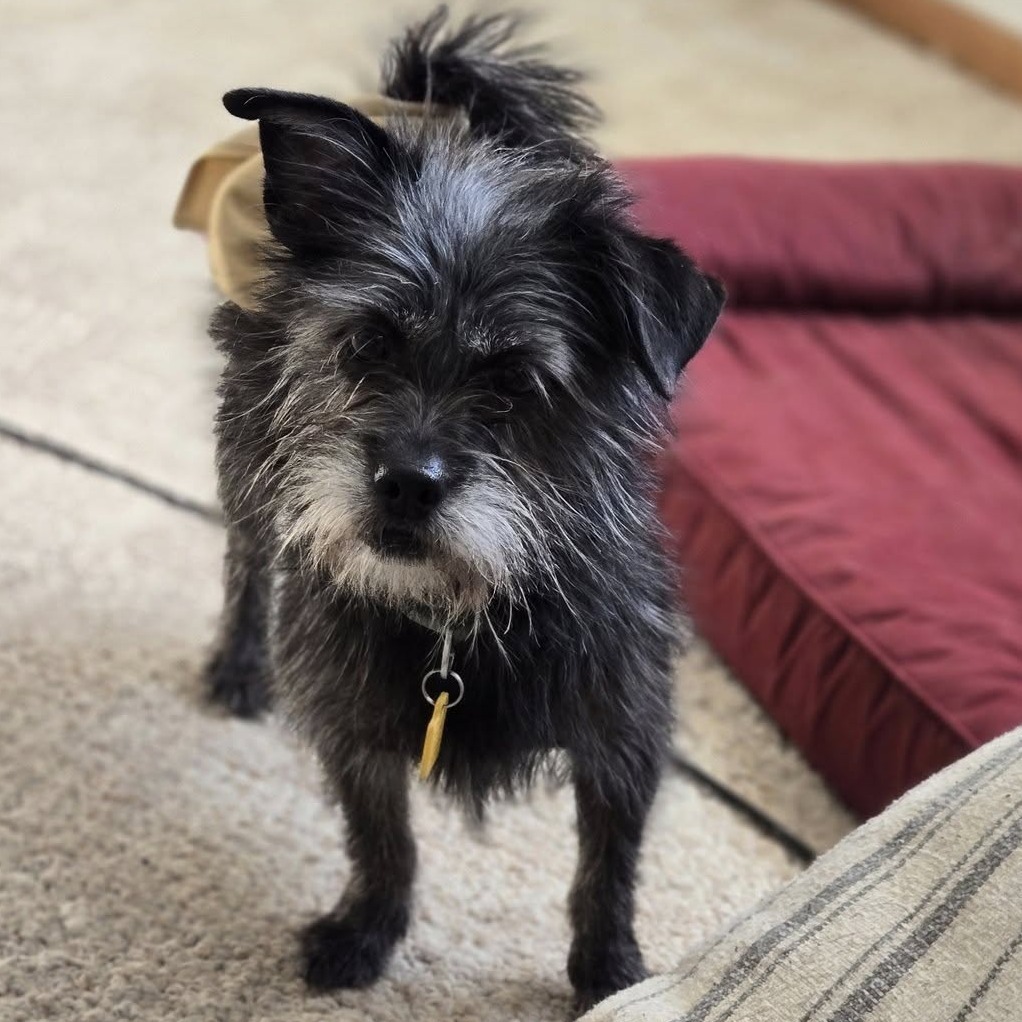 Roslyn, an adoptable Wirehaired Terrier, Schnauzer in Middletown, OH, 45042 | Photo Image 2